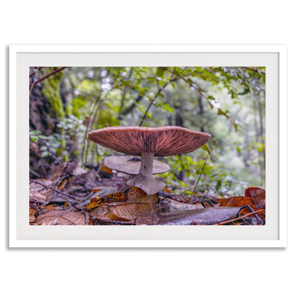 Redwood Mushroom