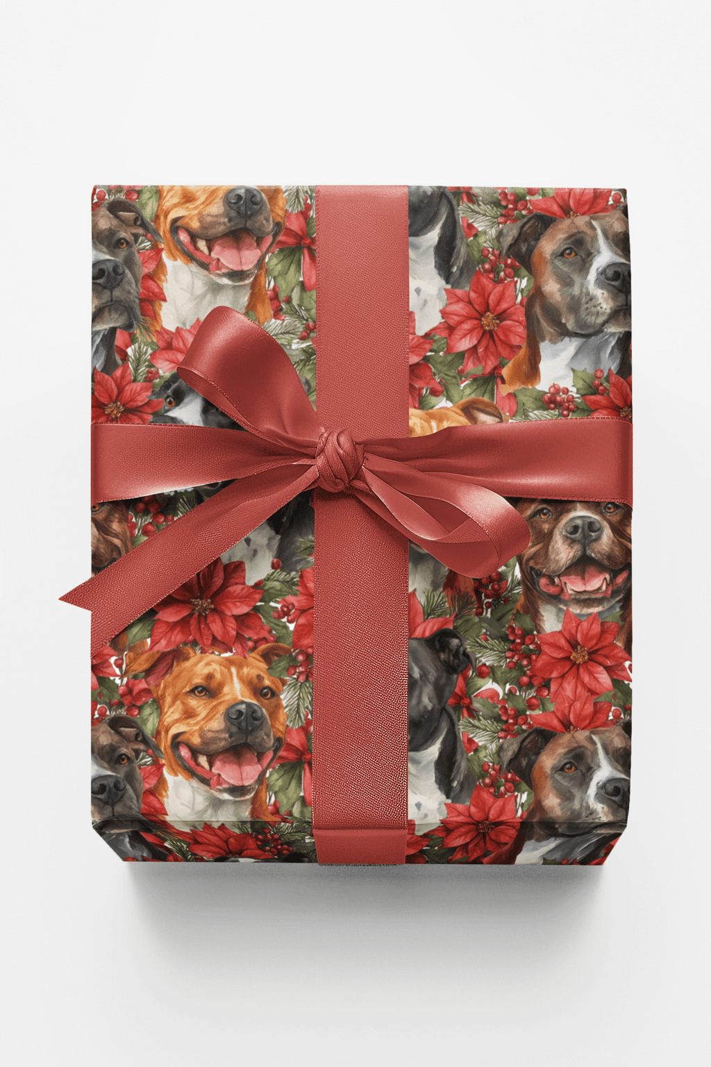 AmStaff Winter Wonder
