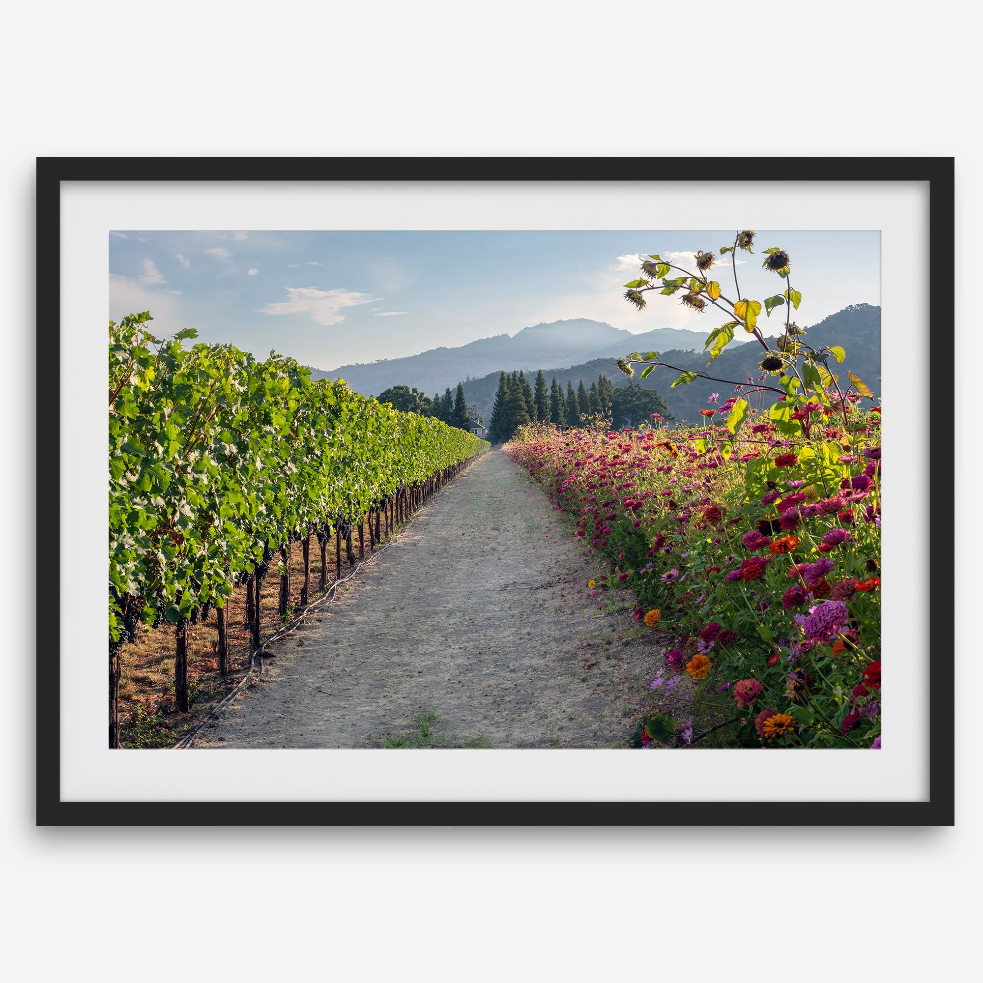 Napa Harvest Path