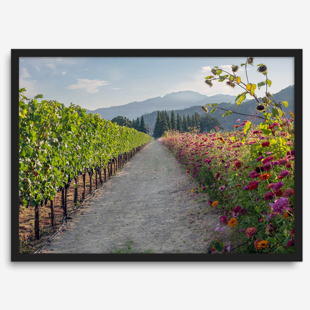 Napa Harvest Path