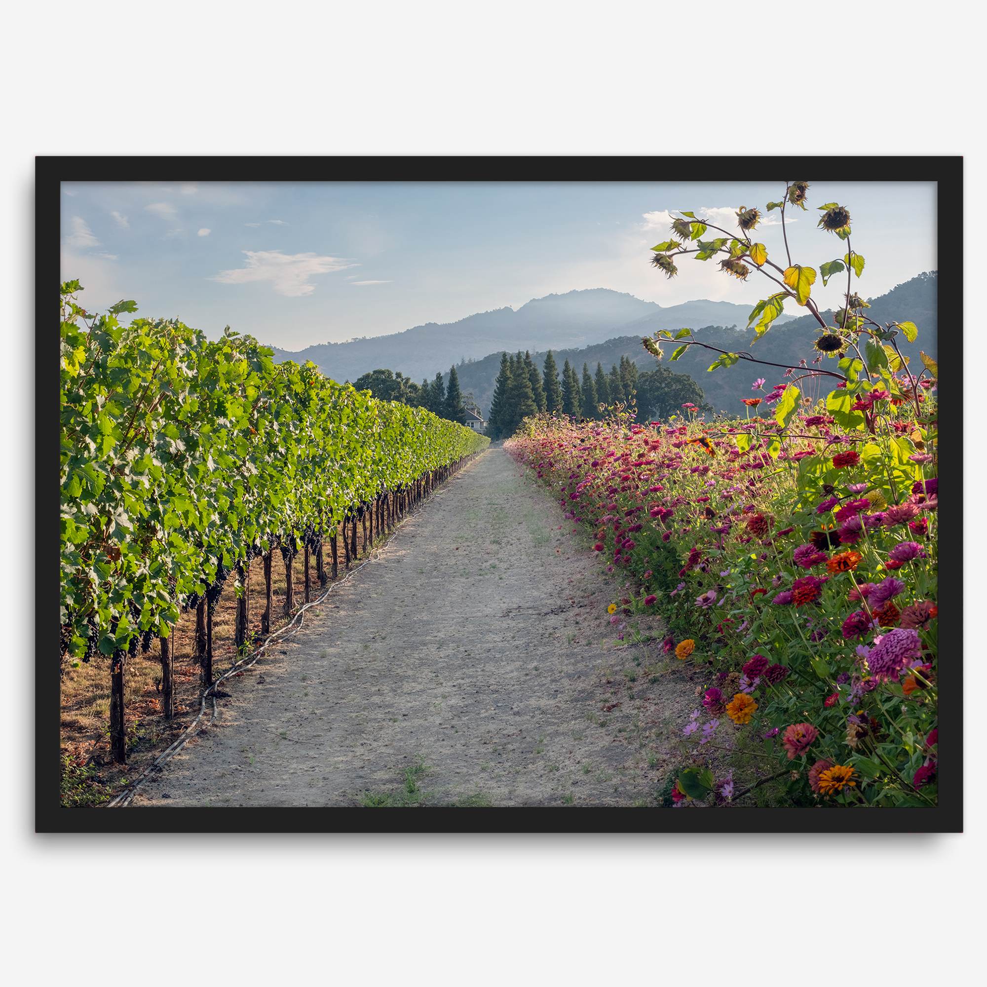 Napa Harvest Path