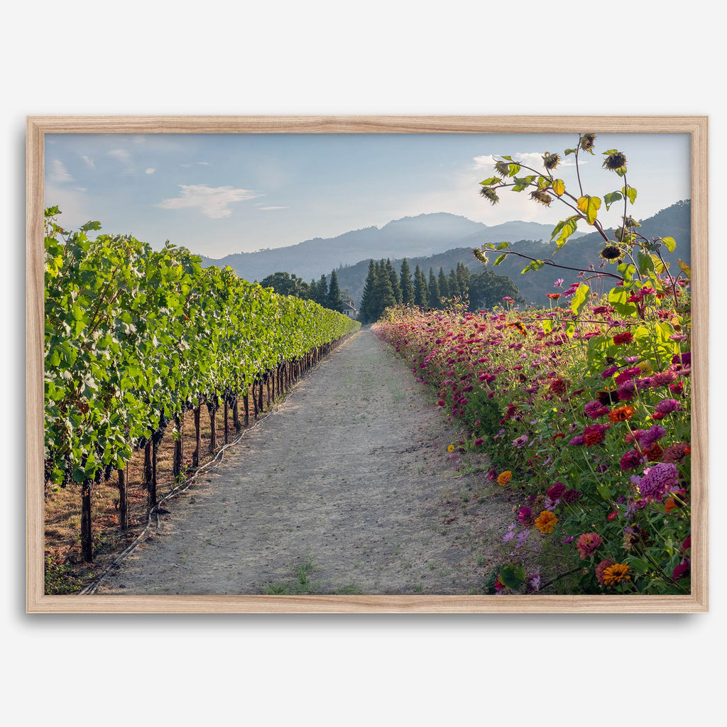 Napa Harvest Path