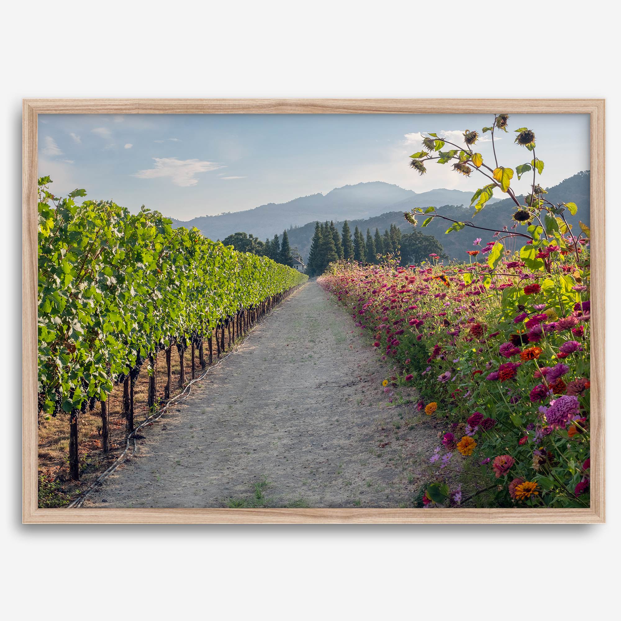 Napa Harvest Path