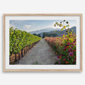 Napa Harvest Path