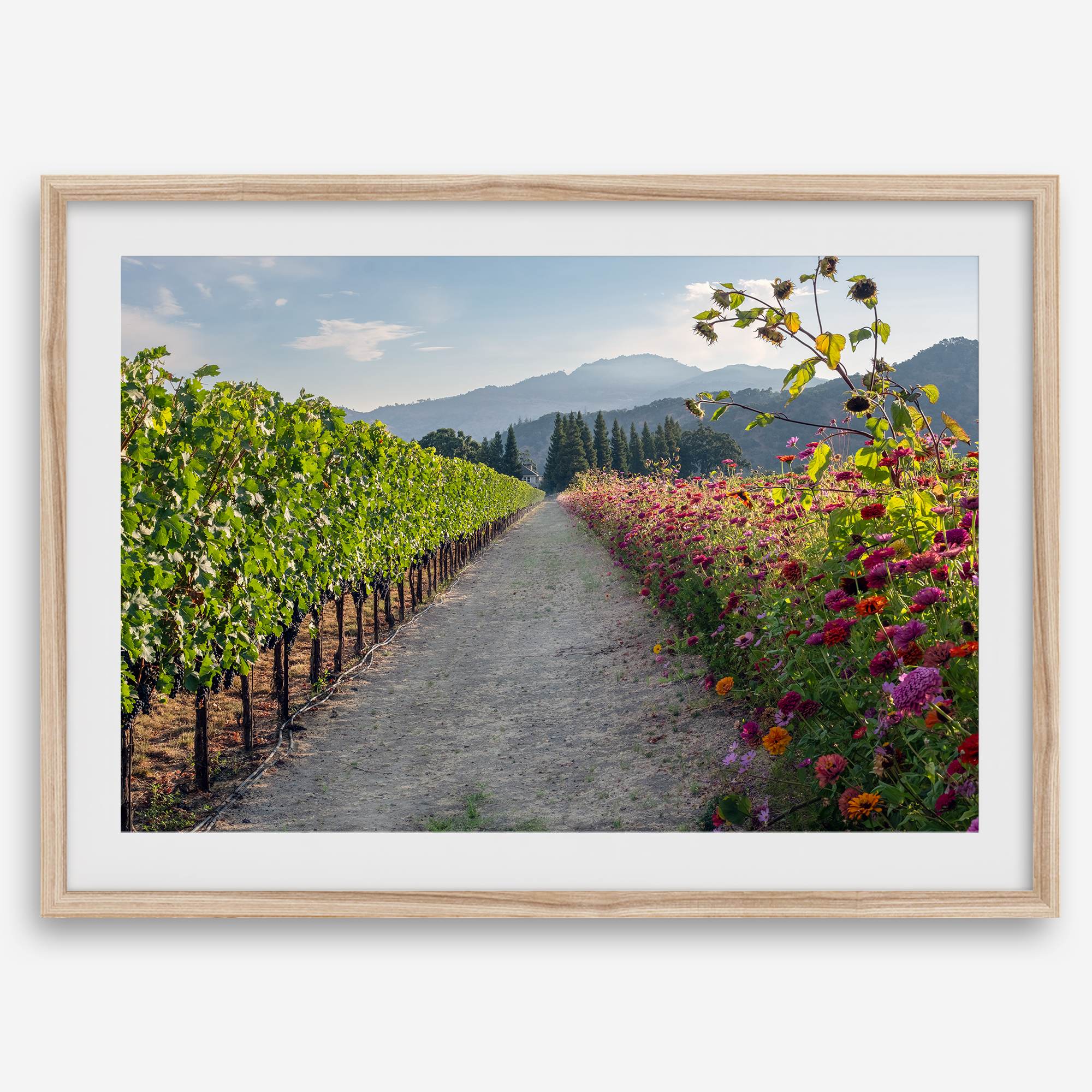 Napa Harvest Path