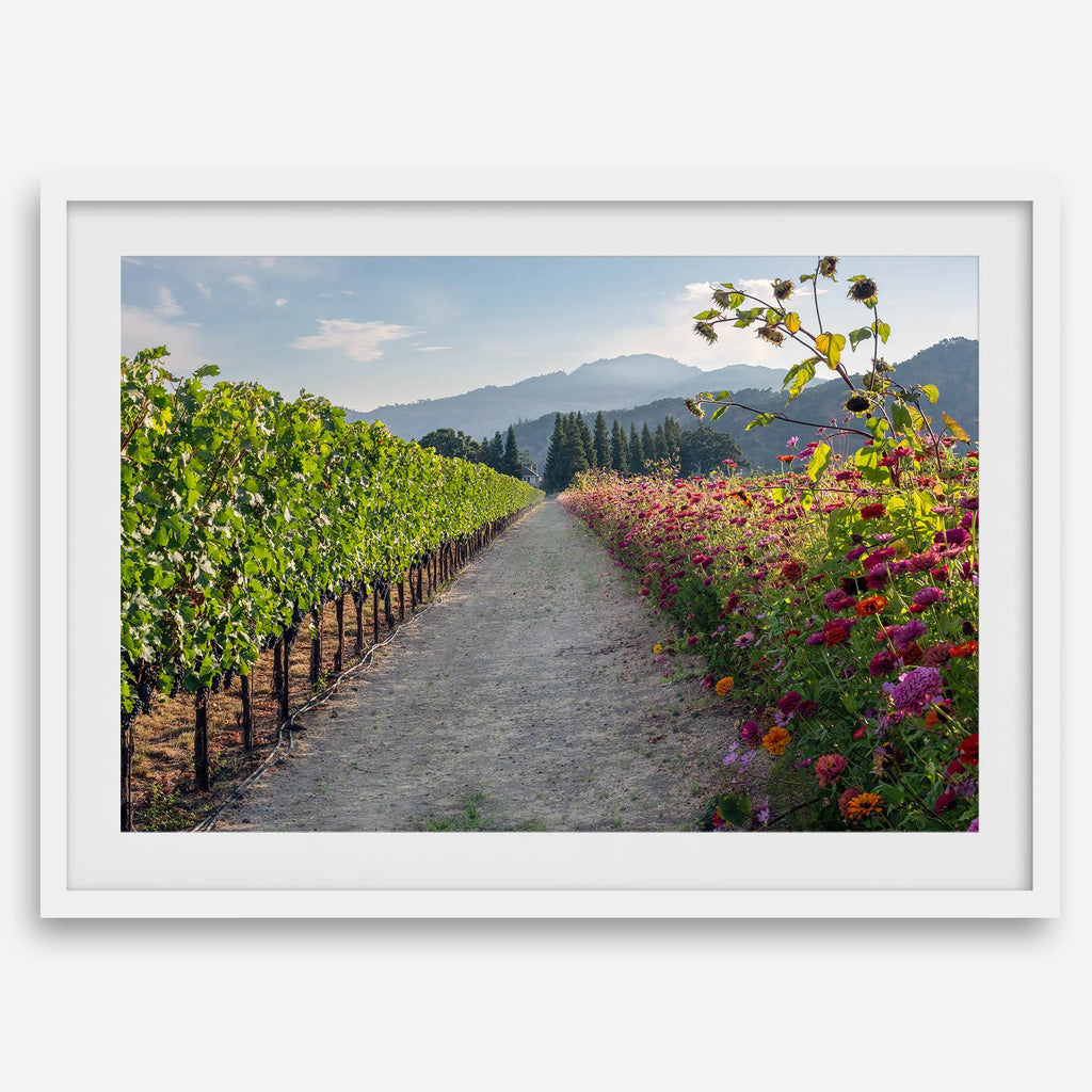 Napa Harvest Path