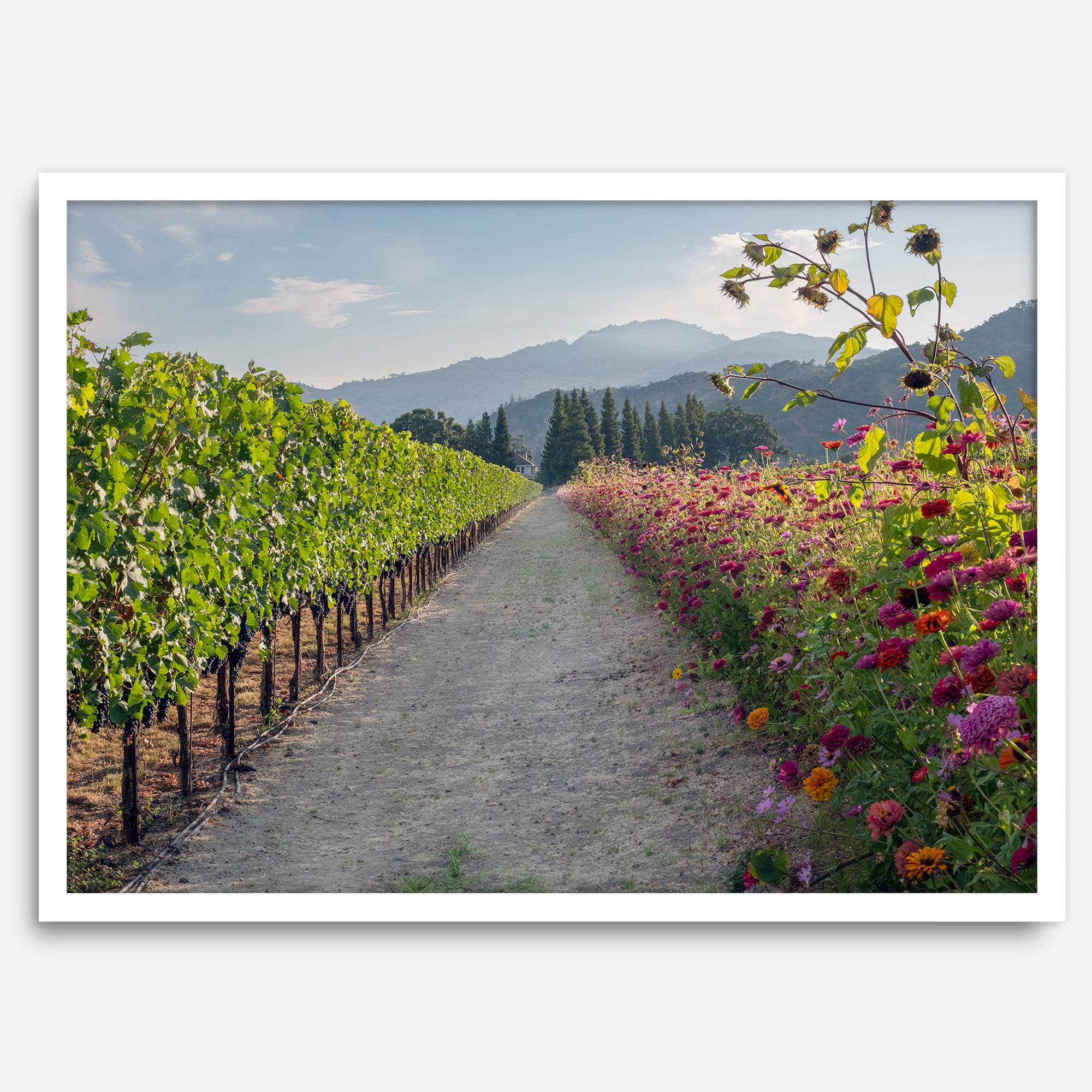 Napa Harvest Path