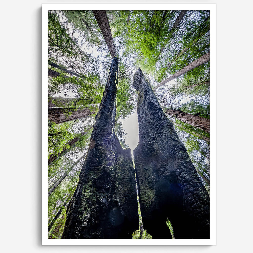 Majestic Canopy