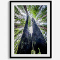 Majestic Canopy