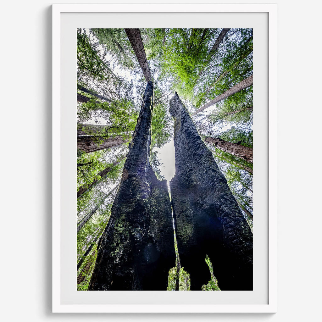 Majestic Canopy