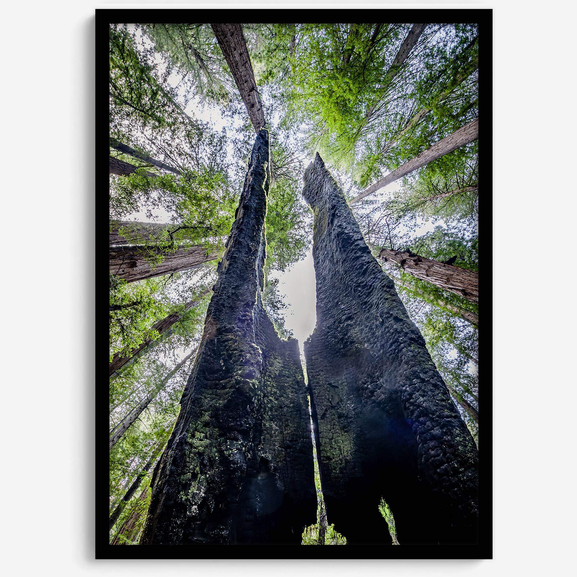 Majestic Canopy
